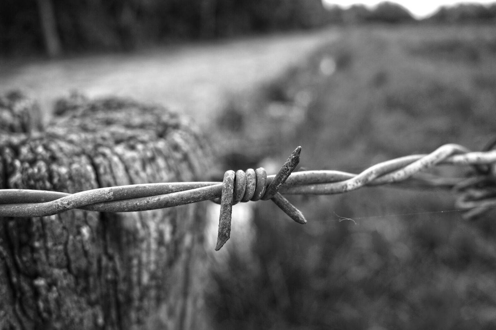 Sony Cyber-shot DSC-RX100 sample photo. Barbed wire, wire, fence photography