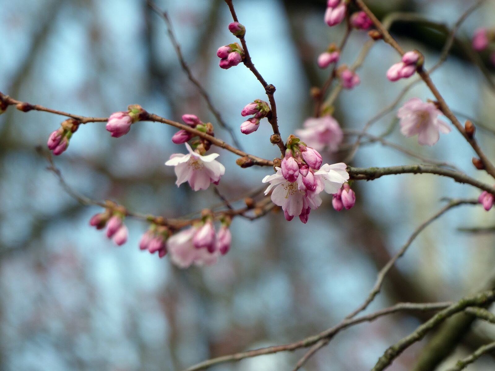 Panasonic Lumix DMC-FZ200 sample photo. Blossom, bud, spring photography