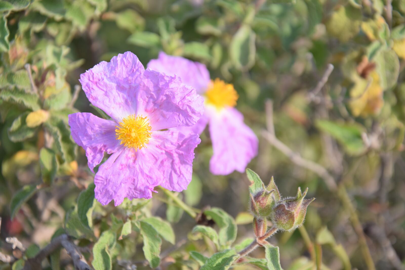 Nikon D3300 sample photo. Cistus, flower, spring photography
