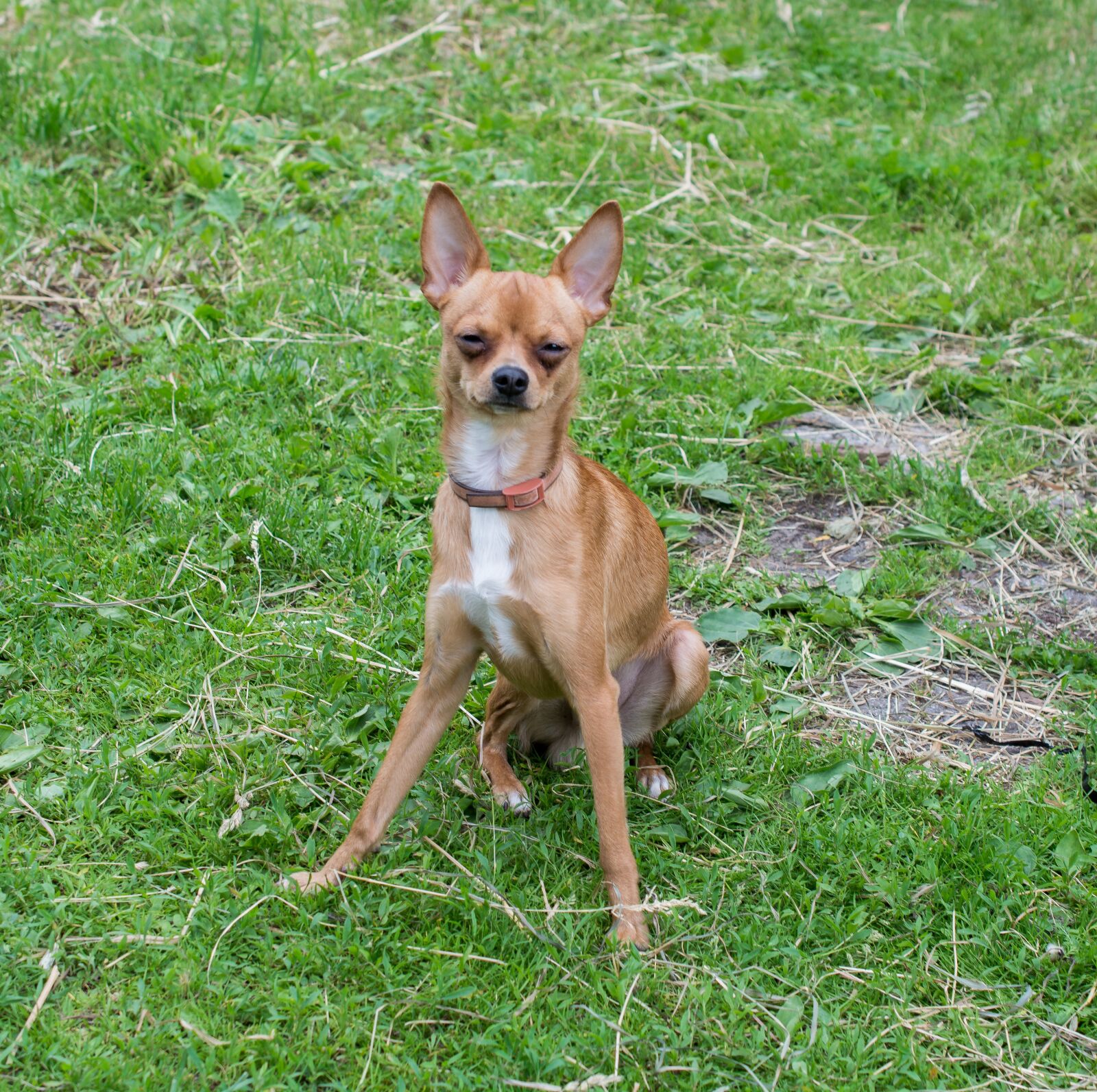 Nikon D5200 sample photo. Dog, dog ulybaka, nikon photography