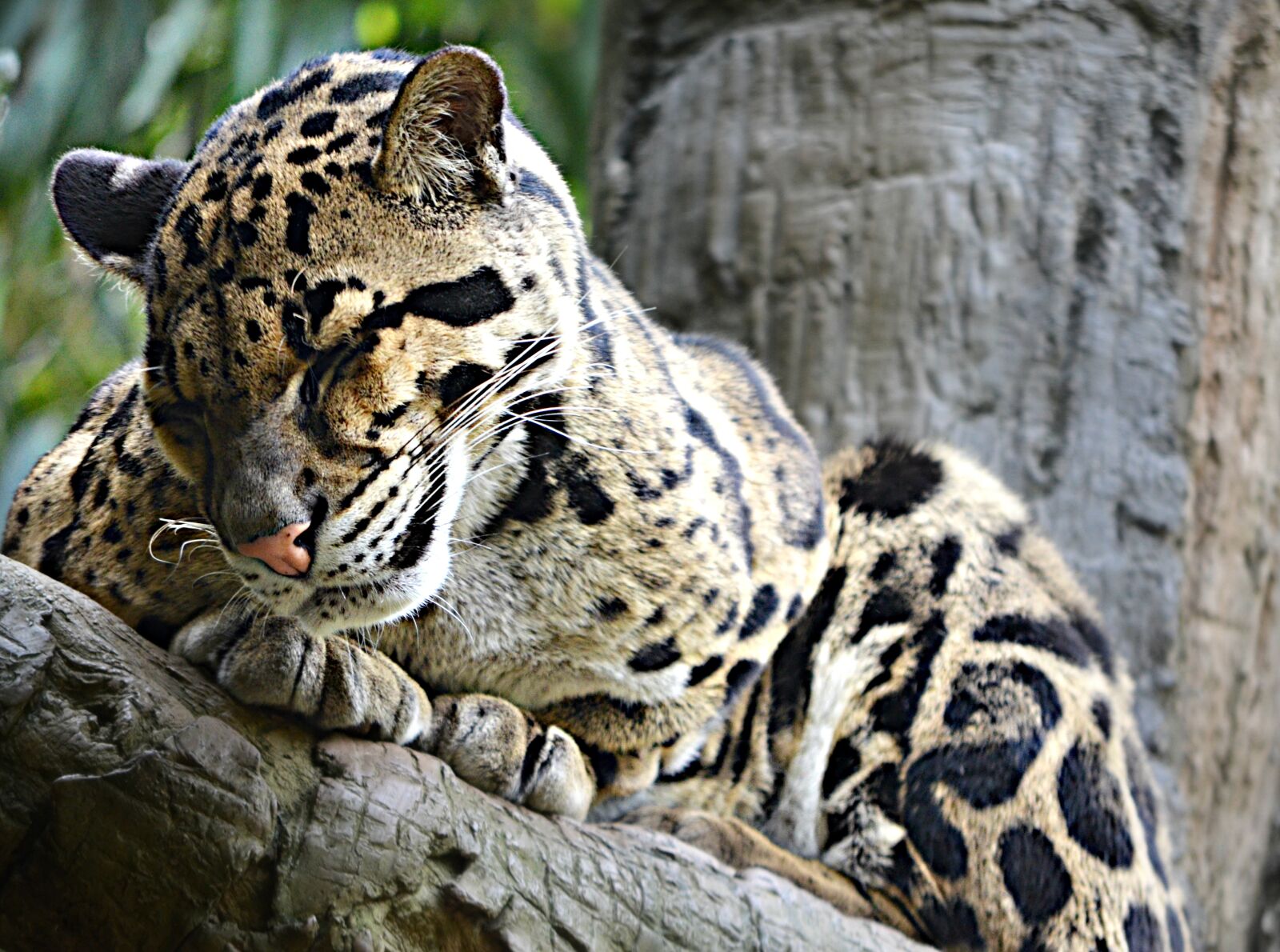 Nikon D5100 sample photo. Sleepy, leopard, feline photography