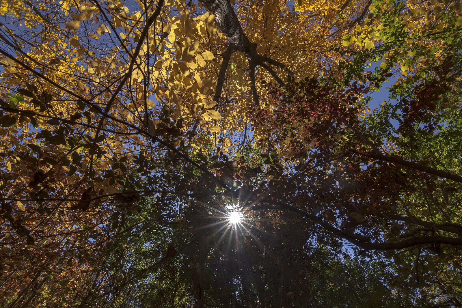 Tokina AT-X Pro 11-16mm F2.8 DX II sample photo. Colorful, chromatic, gold photography