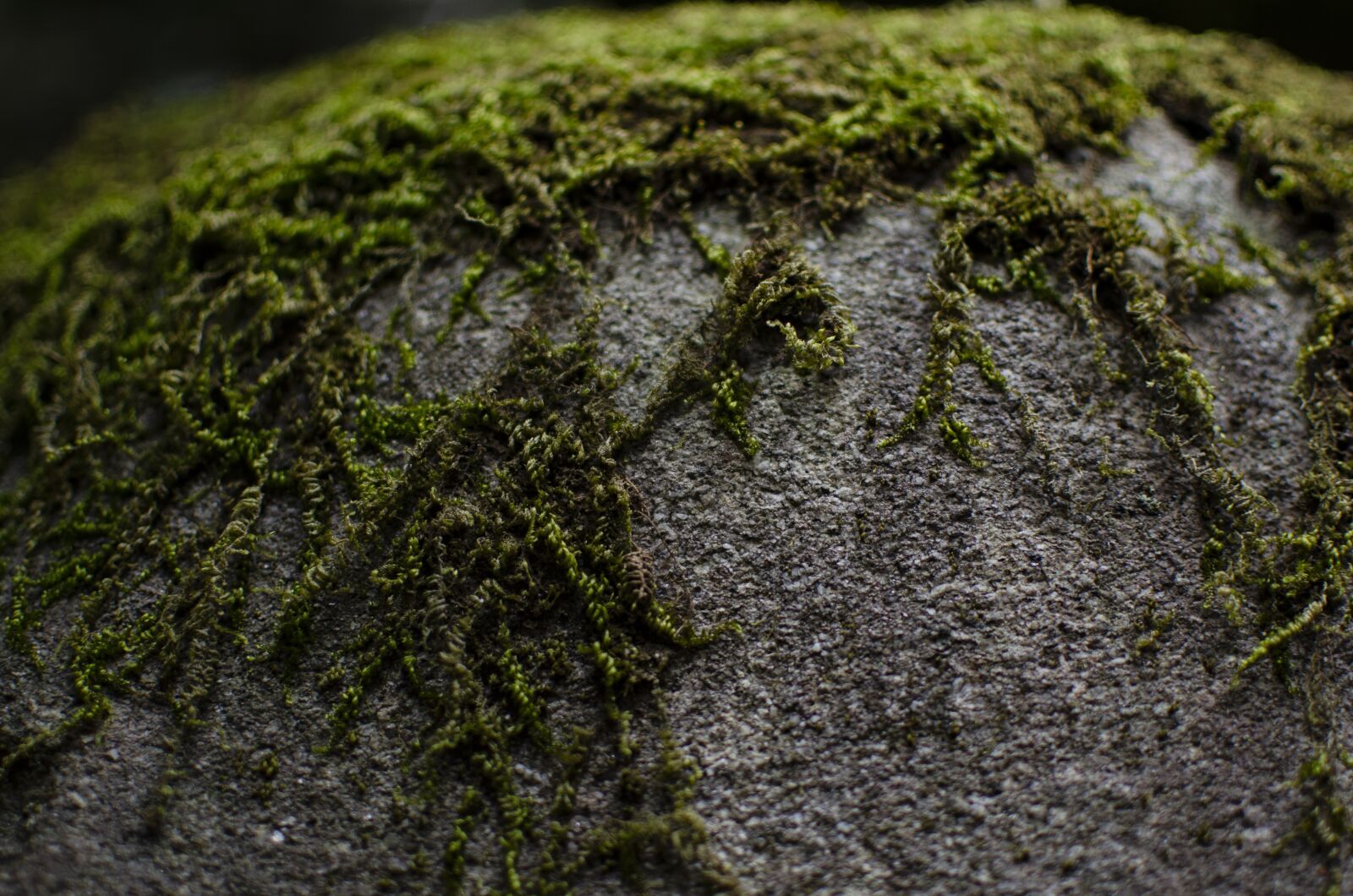 Nikon D5100 sample photo. Moss, rock, texture photography