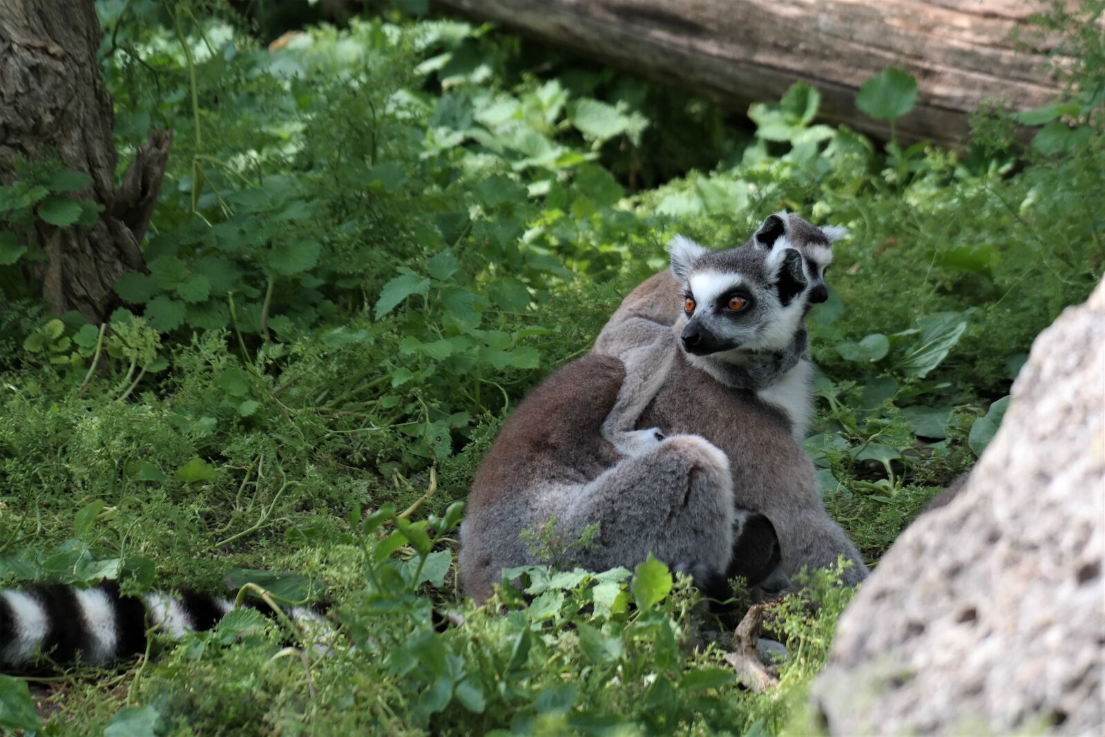 NX 50-200mm F4-5.6 sample photo. Lemur, madagascar, zoo photography