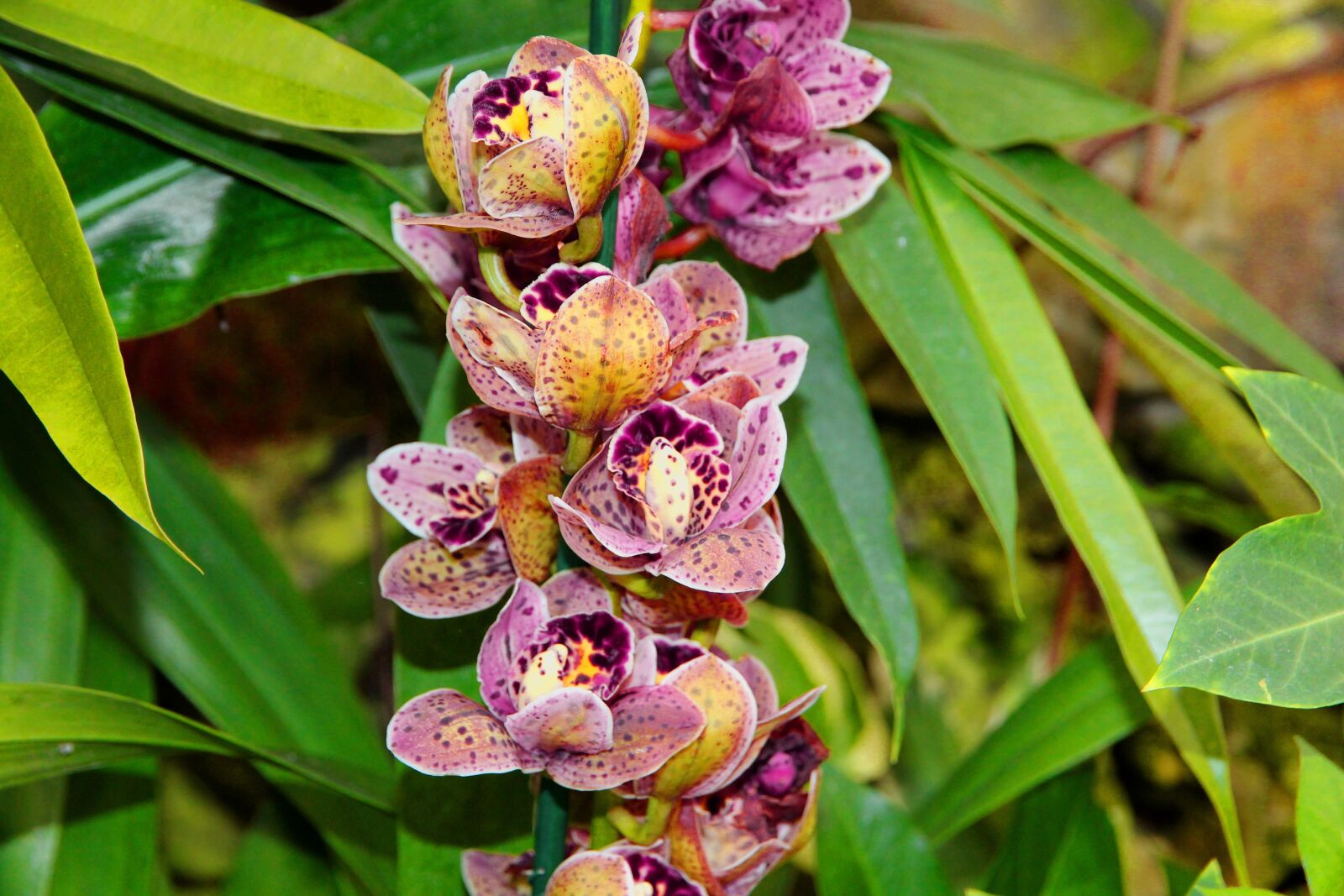 Canon EOS 650D (EOS Rebel T4i / EOS Kiss X6i) sample photo. Orchid, flower, bloom photography