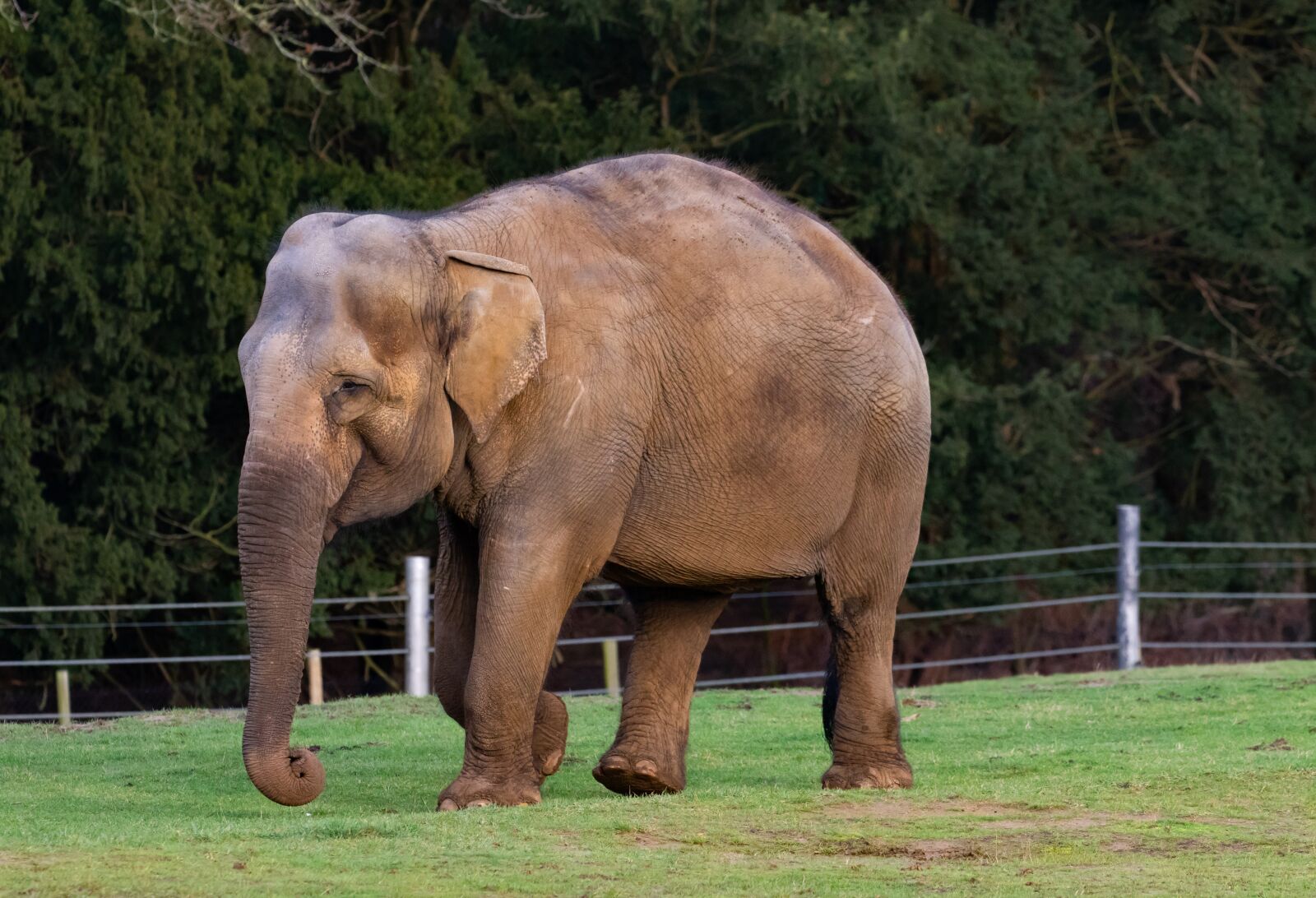 Canon EOS 7D Mark II sample photo. Indian elephant, elephants, male photography