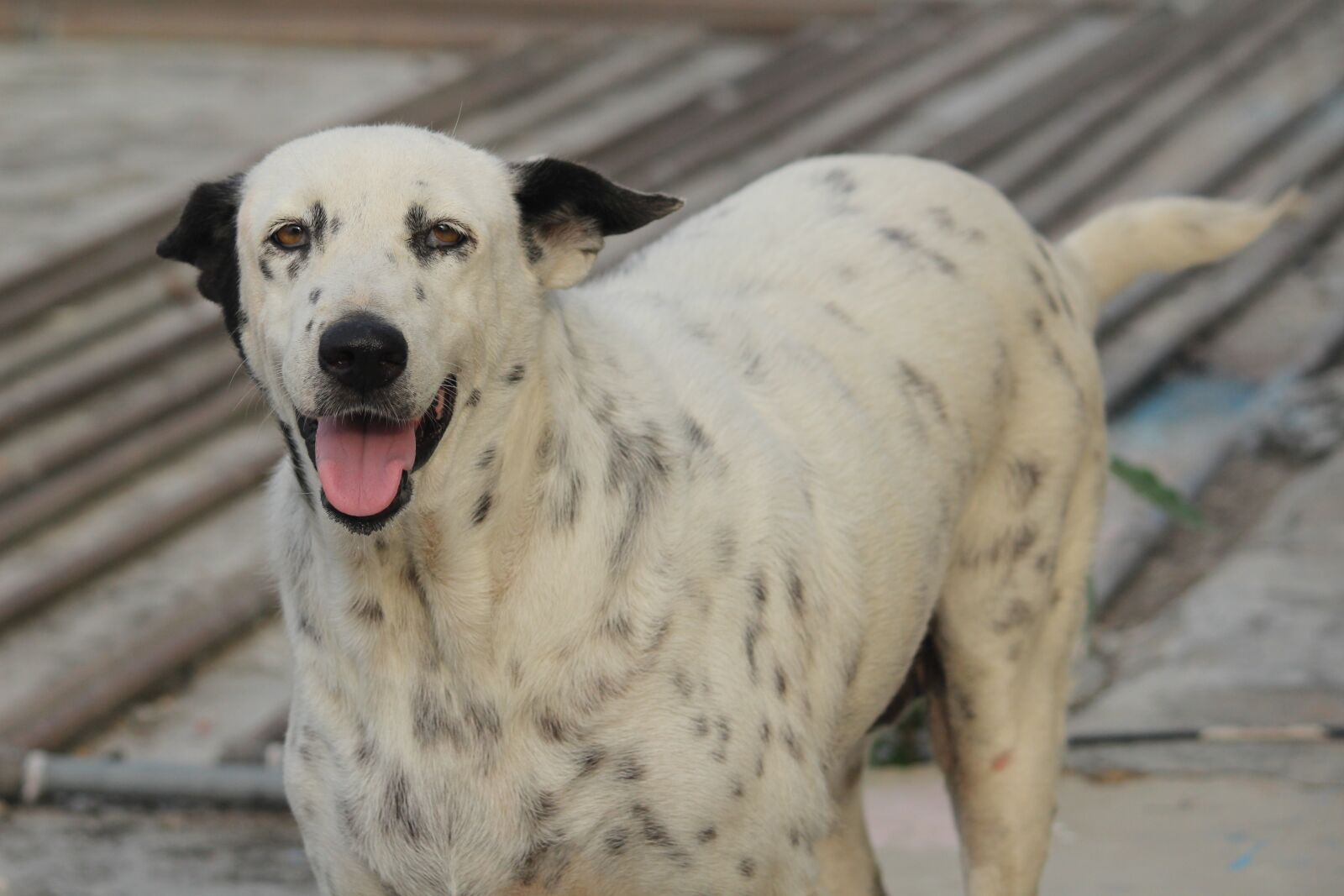 Canon EOS 1200D (EOS Rebel T5 / EOS Kiss X70 / EOS Hi) sample photo. Dog, stray, bicolour photography