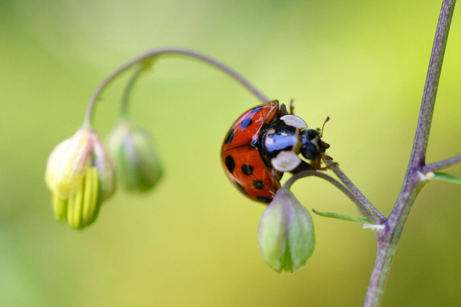 Nikon D3100 sample photo. Ladybug, insect, nature photography