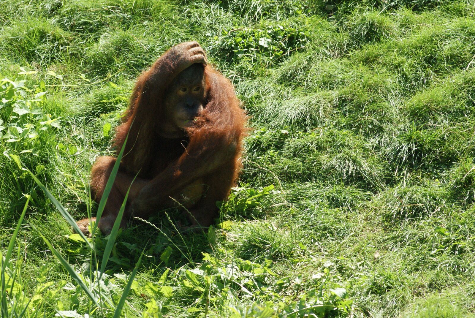 Sony Alpha DSLR-A200 sample photo. Orang-utan, nature, animal world photography