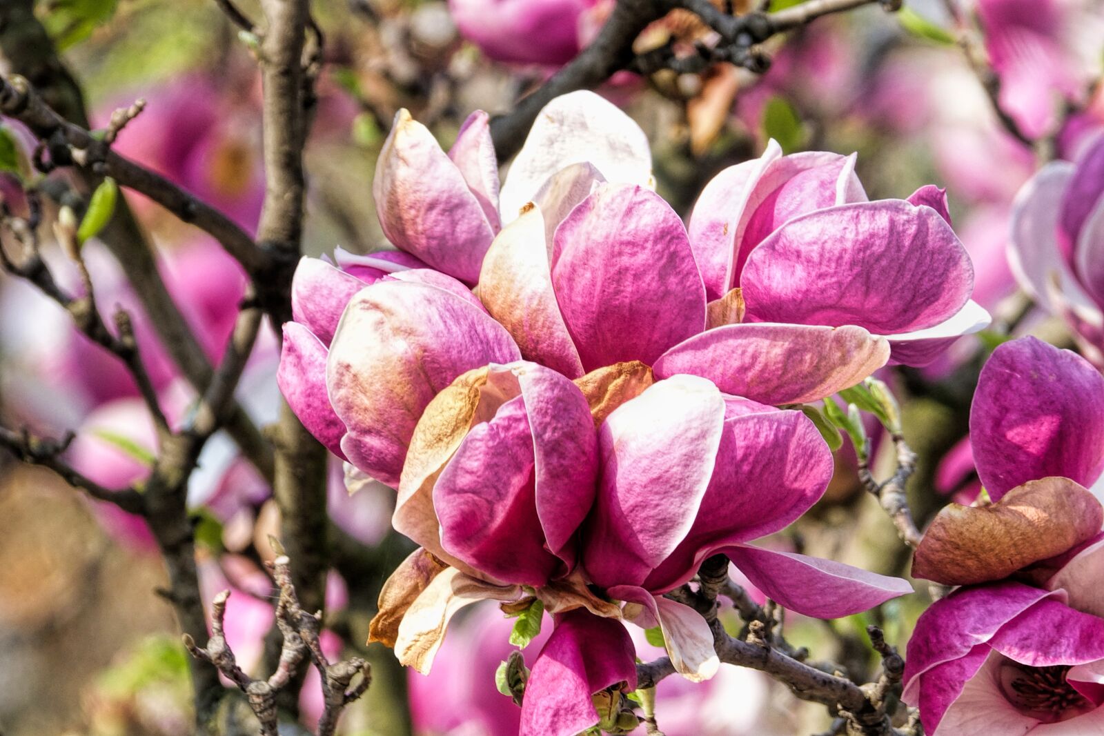 Sony Cyber-shot DSC-RX10 III sample photo. Flowers, magnolia, blossom photography