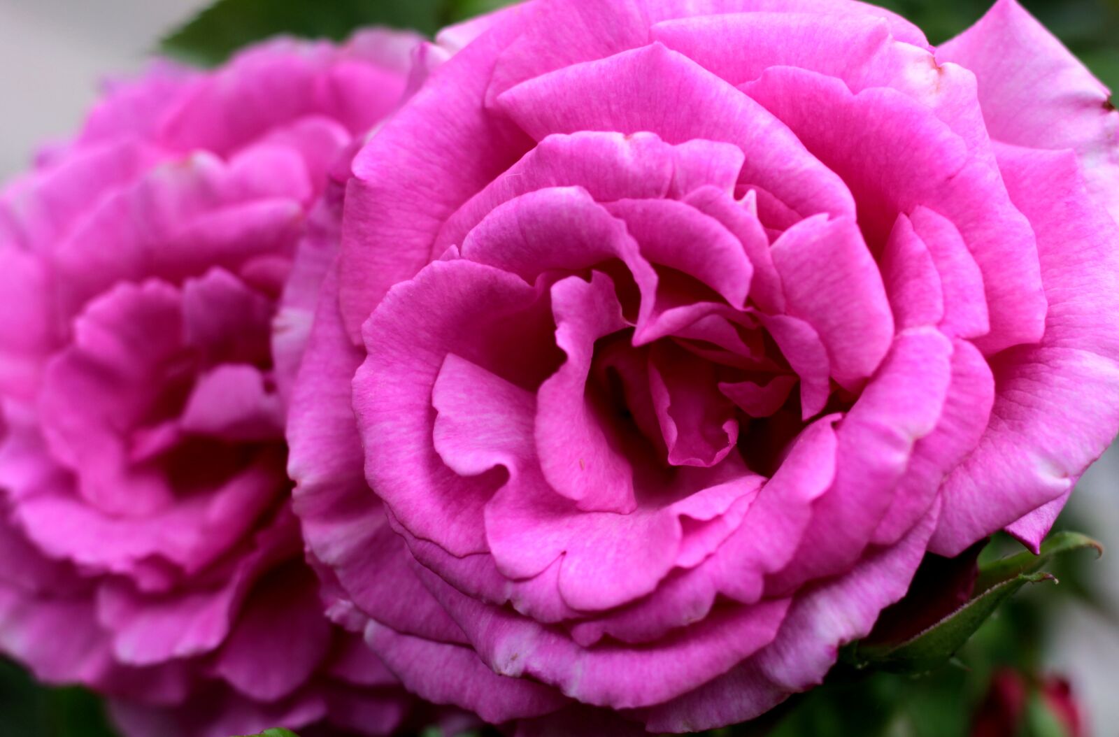 Canon EOS 600D (Rebel EOS T3i / EOS Kiss X5) + Canon EF 50mm F1.8 STM sample photo. Rosa z phirine drouhin photography