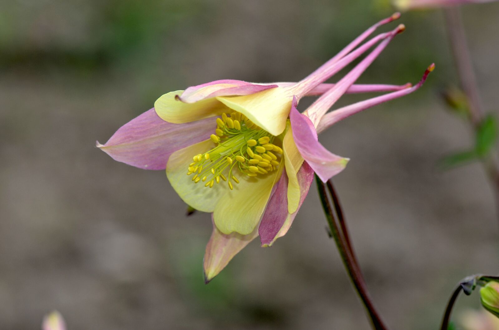 Nikon D7000 sample photo. Columbine, flower, nature photography
