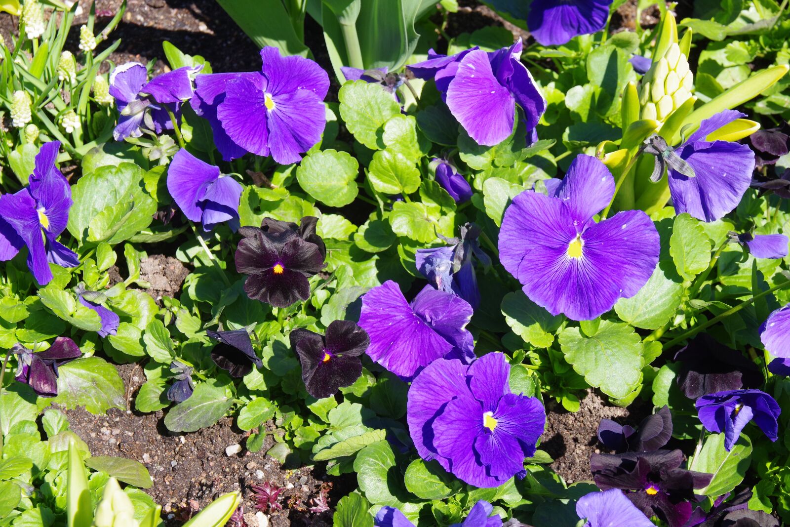 Pentax K-70 sample photo. Flower, plant, garden photography
