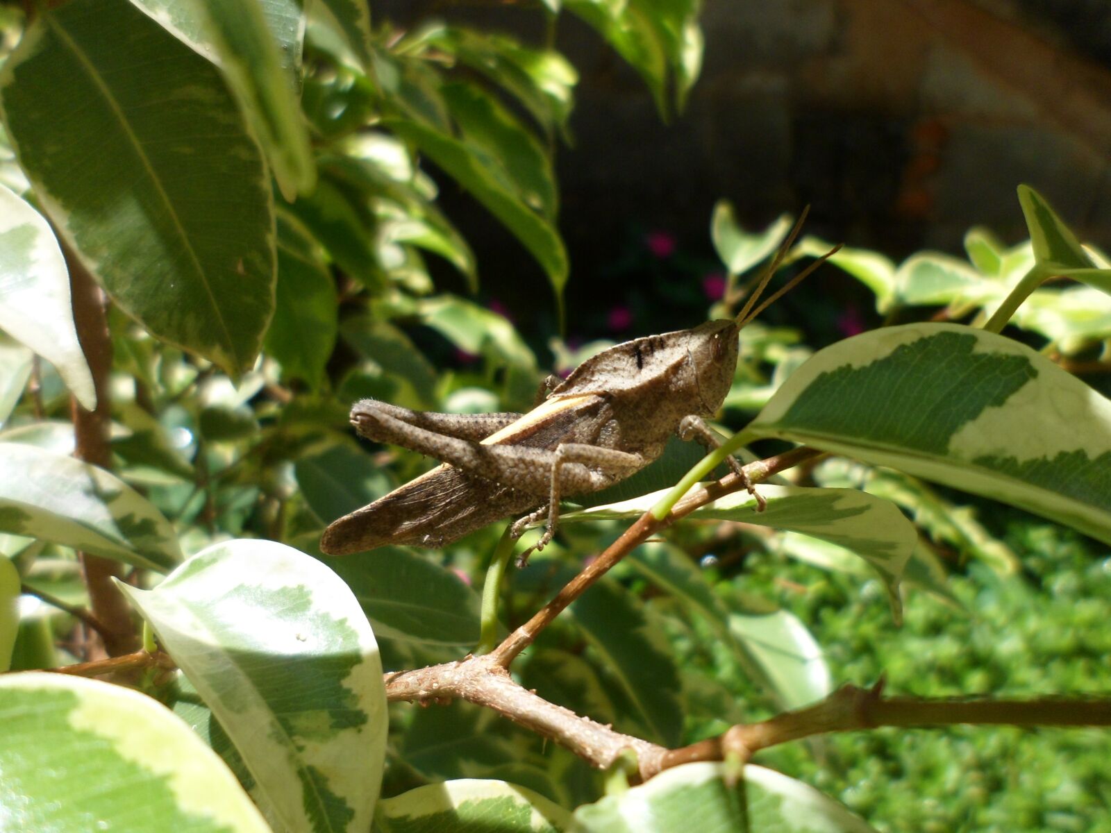 Samsung PL120,PL121 / VLUU PL120,PL121 sample photo. Garden, grasshopper, insect photography