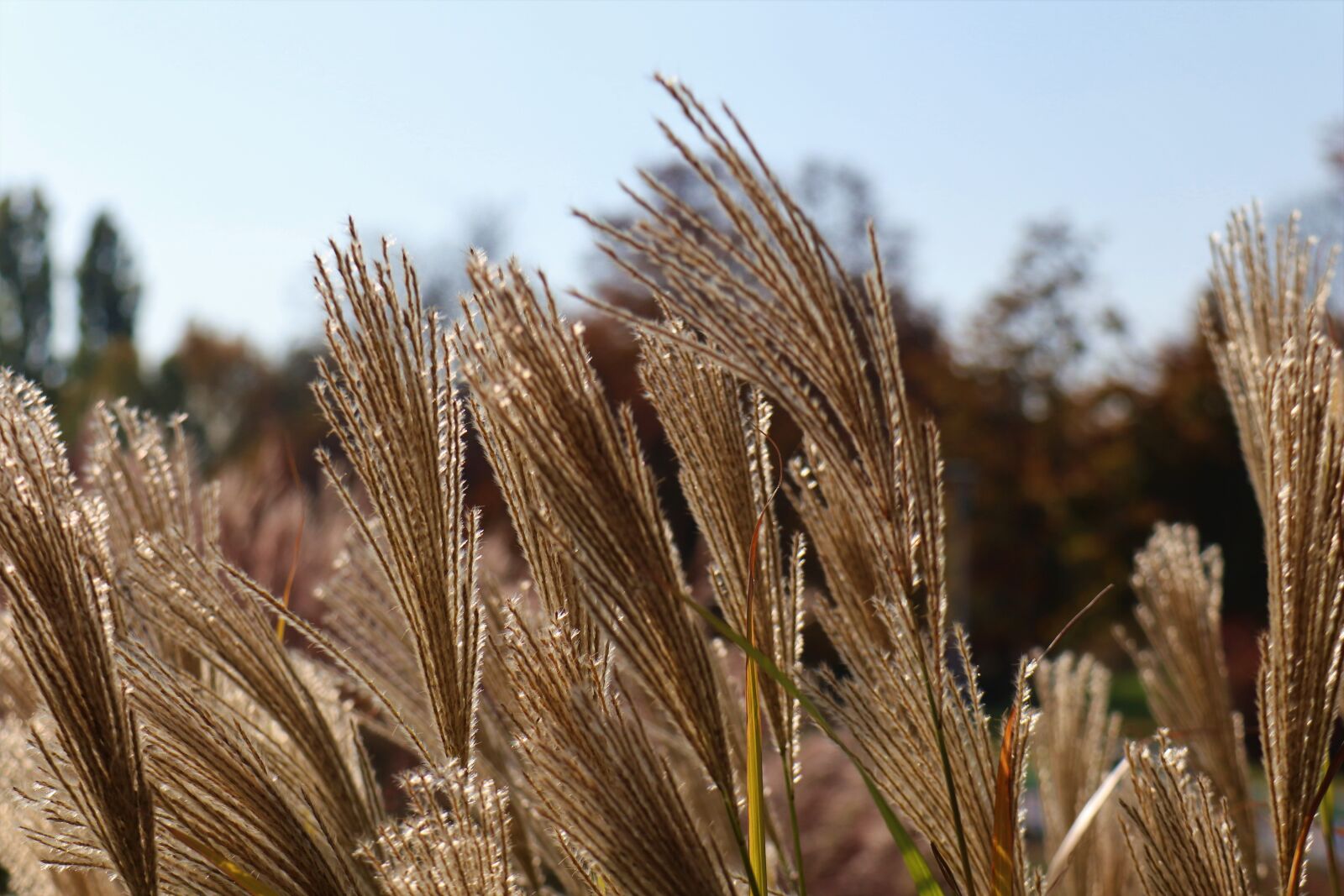 Canon EOS M6 sample photo. Park, october, grass photography