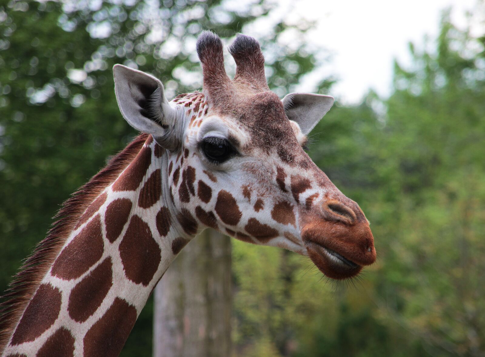 Canon EOS 600D (Rebel EOS T3i / EOS Kiss X5) sample photo. Giraffe, zoo, animal photography