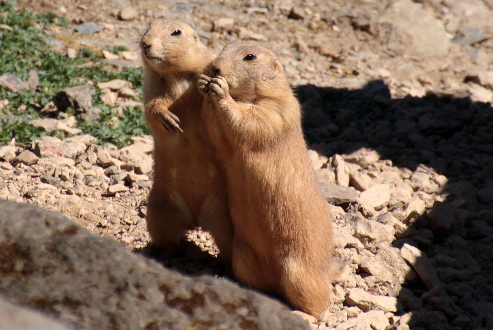 Canon EOS 650D (EOS Rebel T4i / EOS Kiss X6i) sample photo. Black-tailed prairie dog, cynomys photography