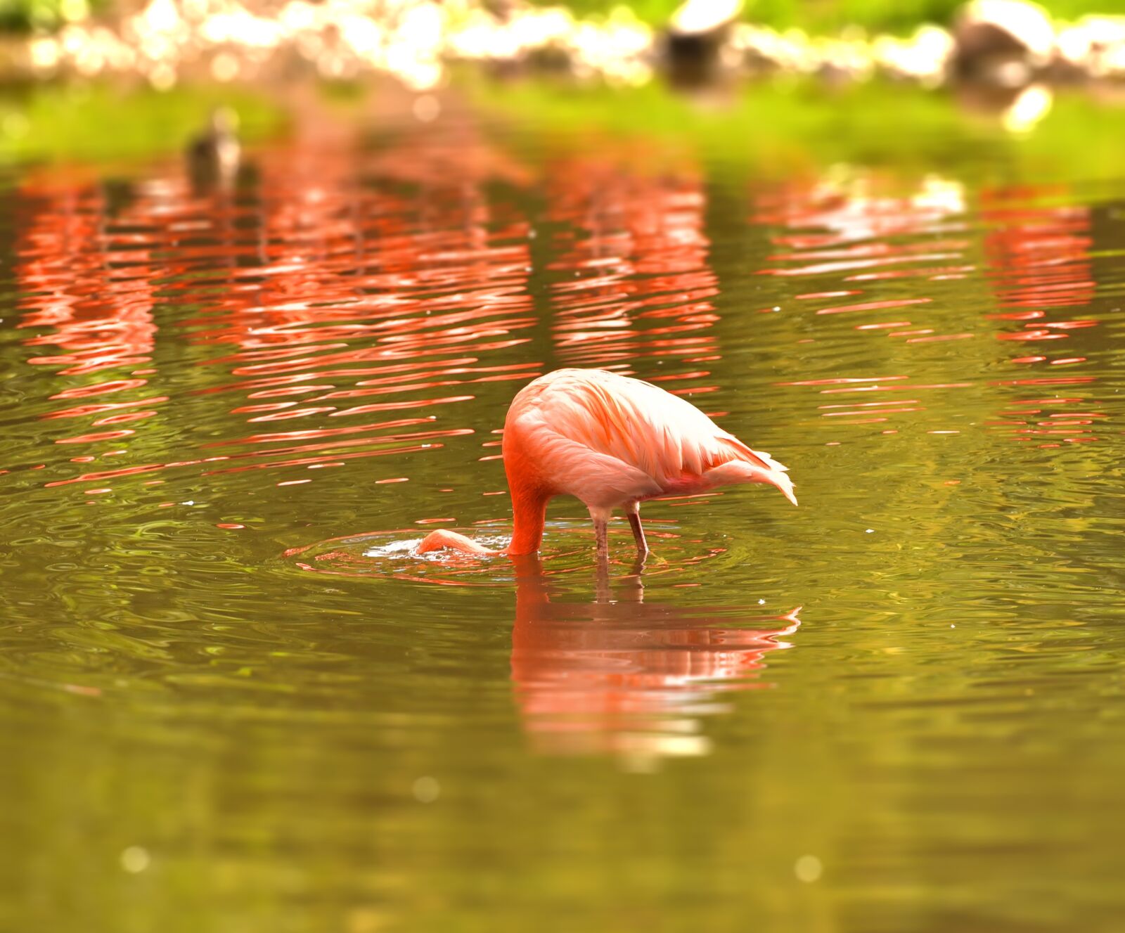Nikon D750 sample photo. Flamingo, water, pink photography