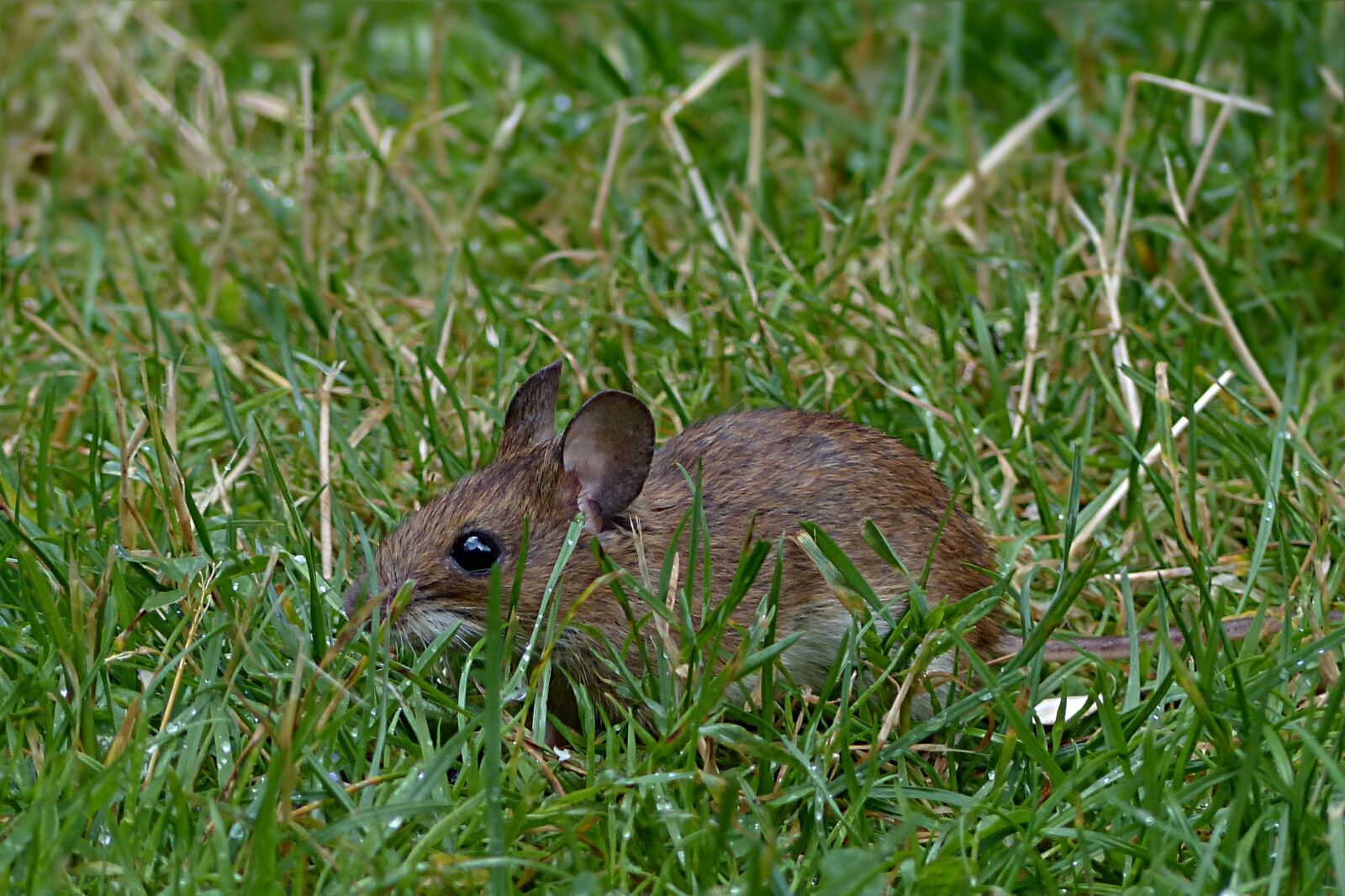 Panasonic Lumix DMC-FZ200 sample photo. Mouse, rodent, mus musculus photography