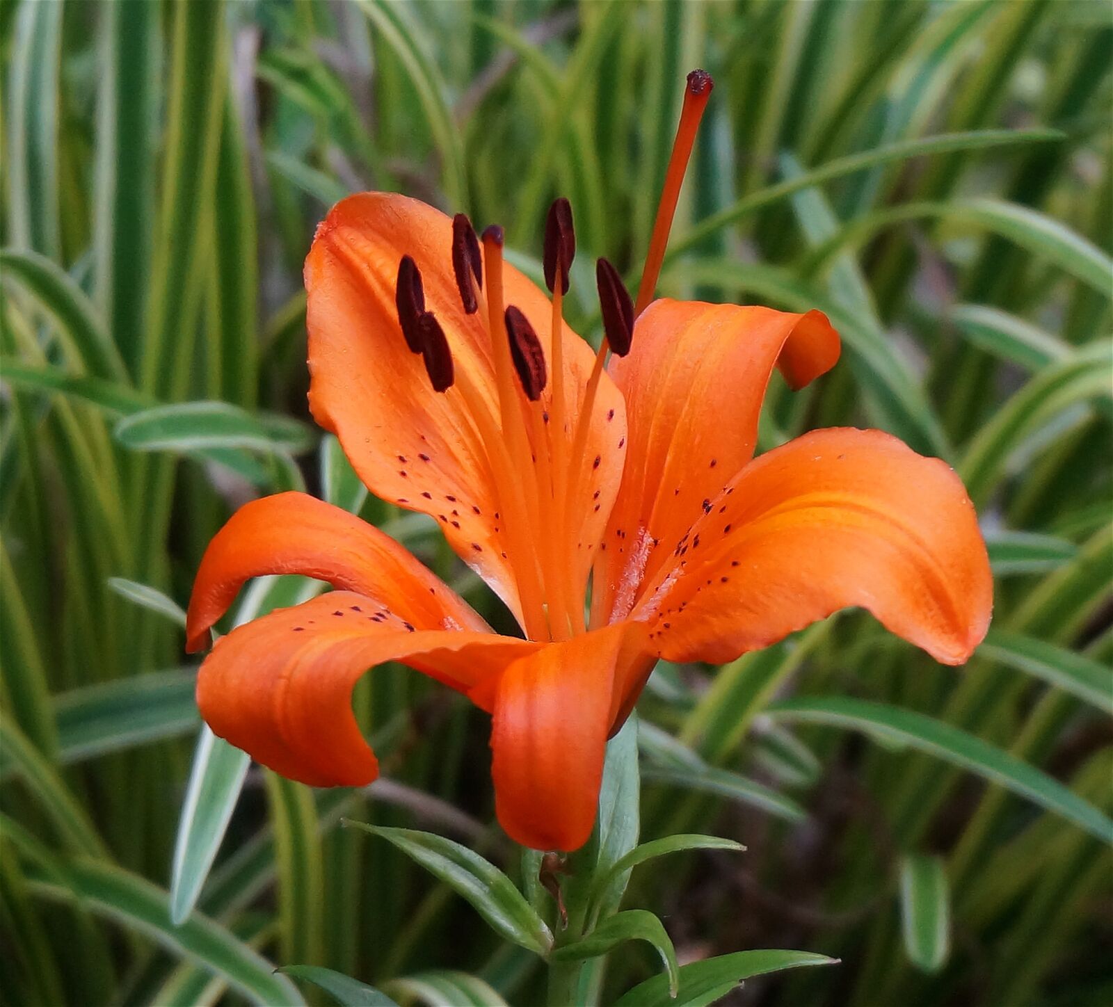 Sony Alpha NEX-5T sample photo. Orange asiatic lily, asiatic photography