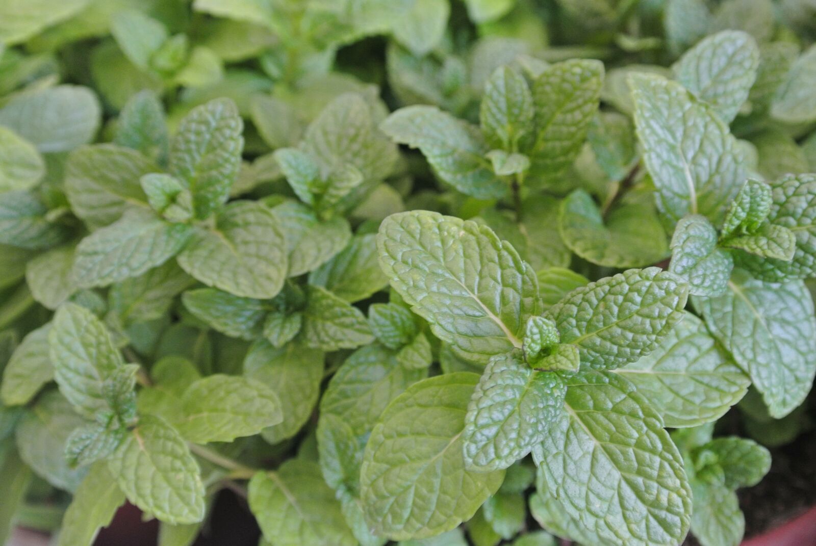 Nikon 1 Nikkor VR 10-30mm F3.5-5.6 sample photo. Spice, aromatic, mentha × piperita photography