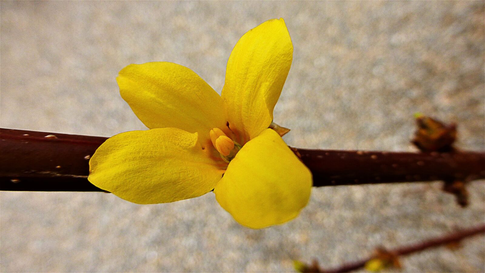 Panasonic Lumix DMC-ZS25 (Lumix DMC-TZ35) sample photo. Nature, flower, plant photography