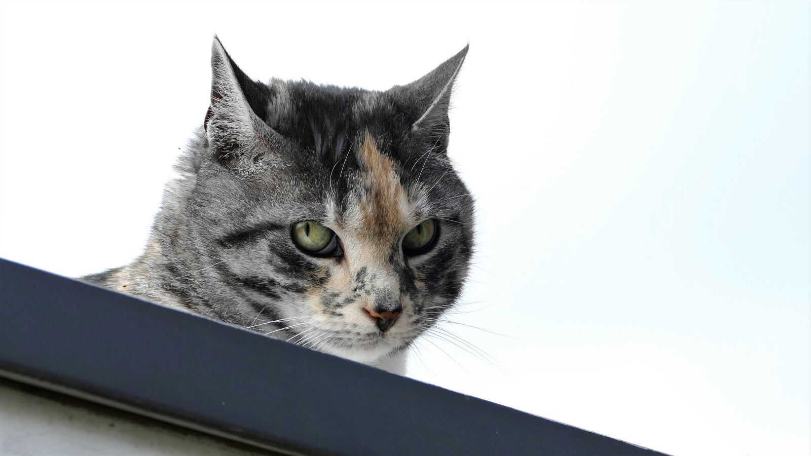 Panasonic Lumix DMC-FZ1000 sample photo. Cat, cat portrait, domestic photography