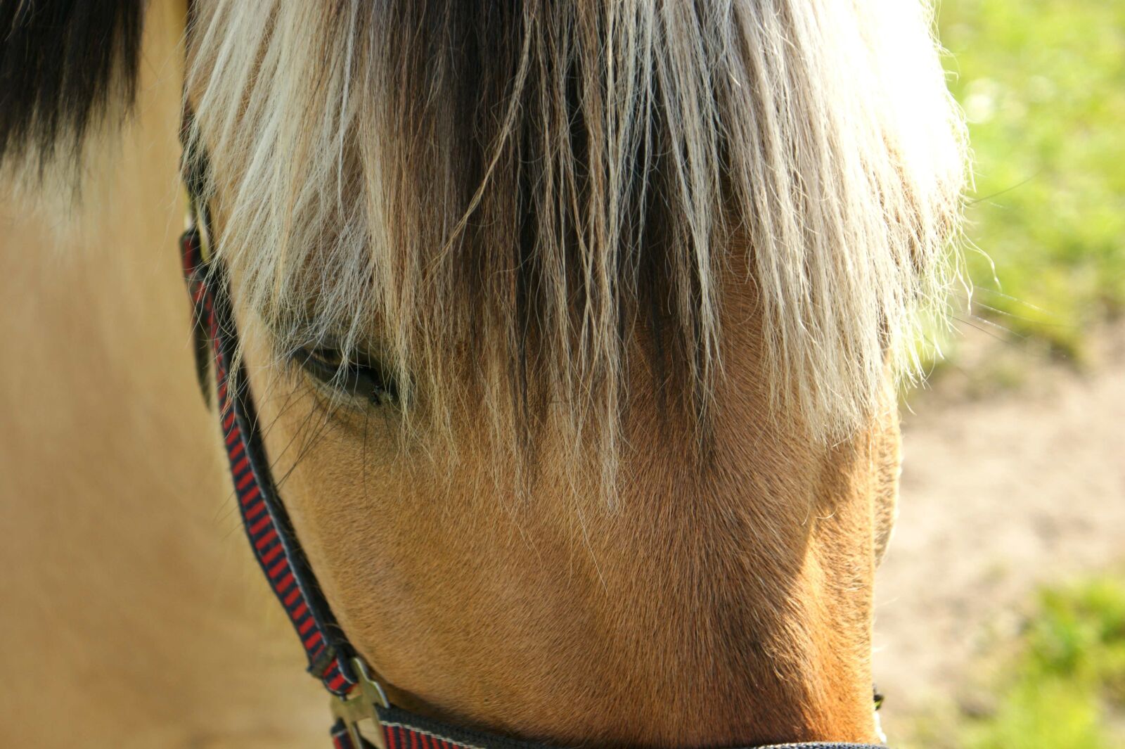 Sony Alpha DSLR-A350 sample photo. Horse, natural, expensive photography