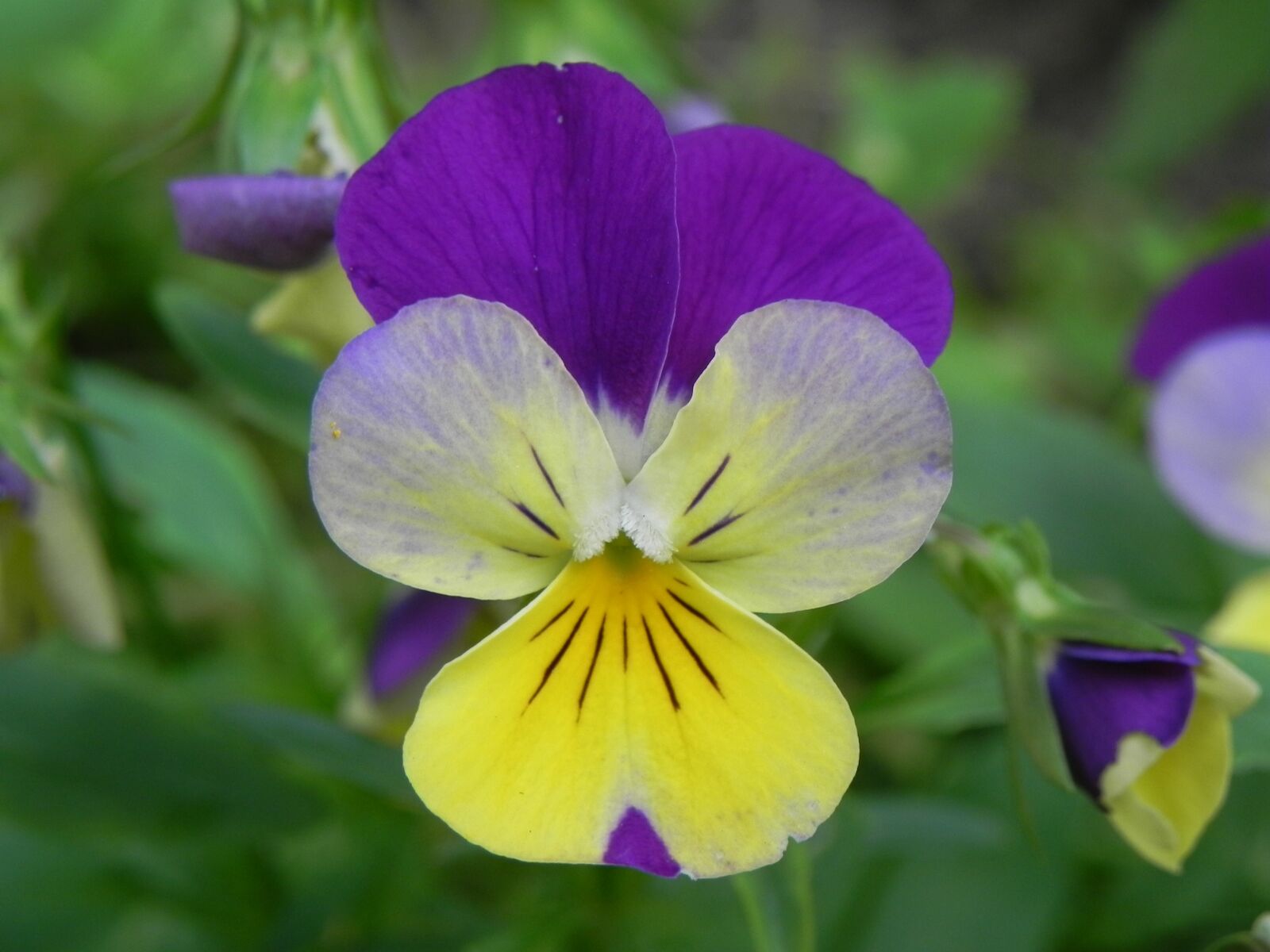 Nikon Coolpix P100 sample photo. Purple, yellow, flower photography