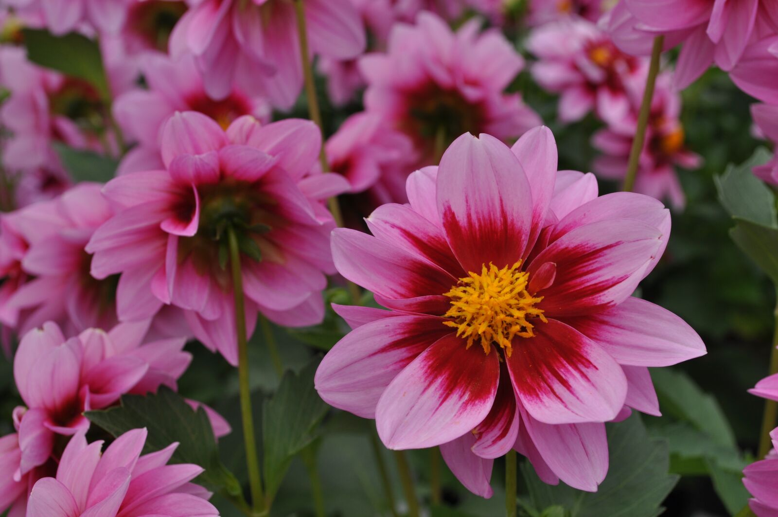 Nikon D5000 sample photo. Flowers, flower, dahlia photography