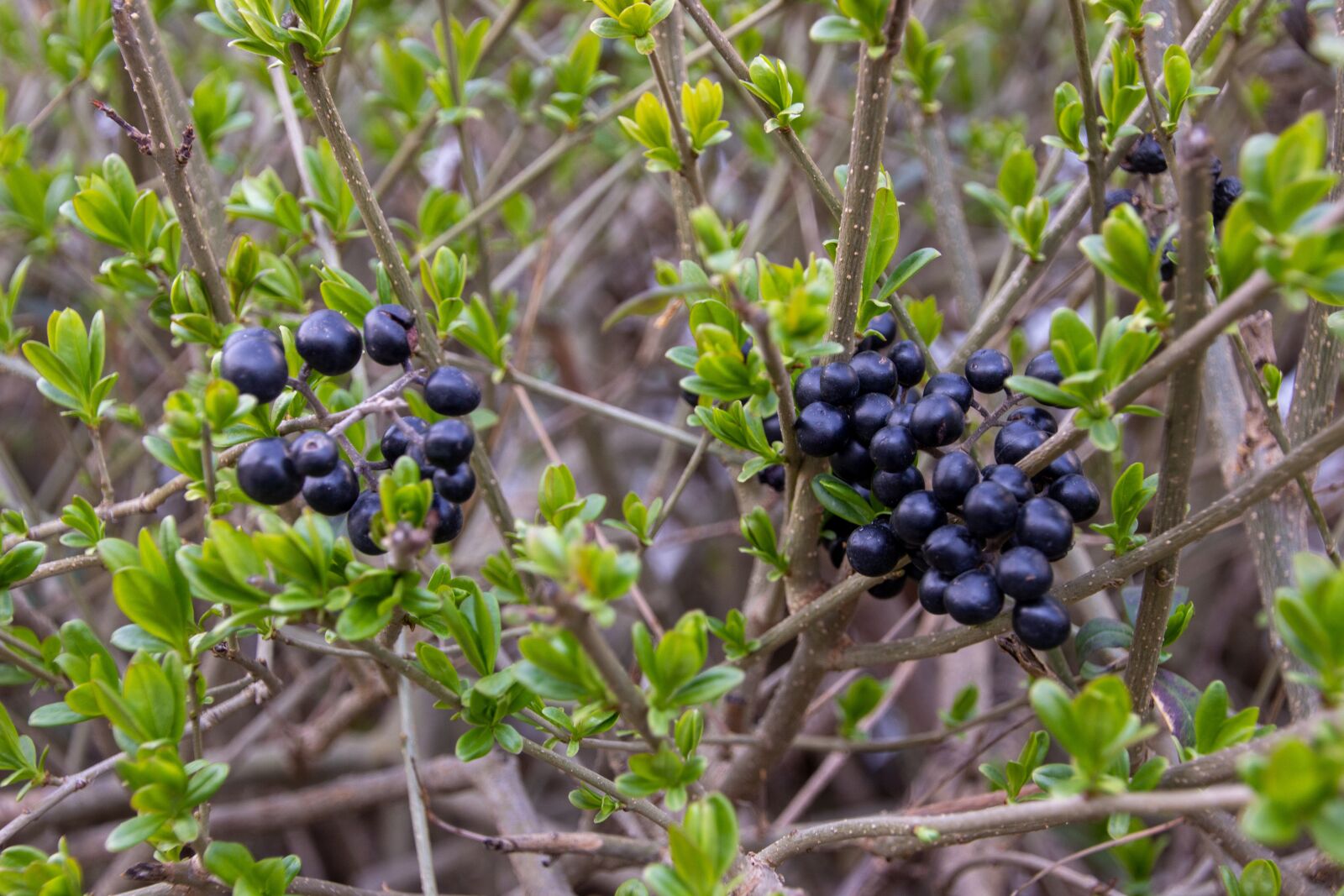 Canon EOS 600D (Rebel EOS T3i / EOS Kiss X5) sample photo. Berries, nature, organic photography