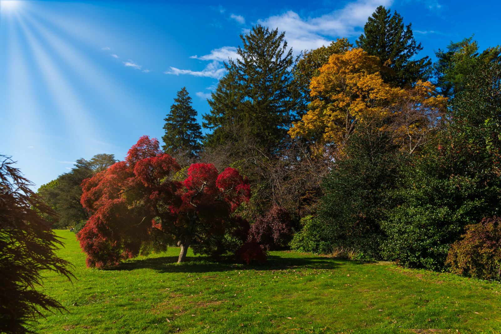 Nikon D750 sample photo. Autumn, trees, vivid colors photography