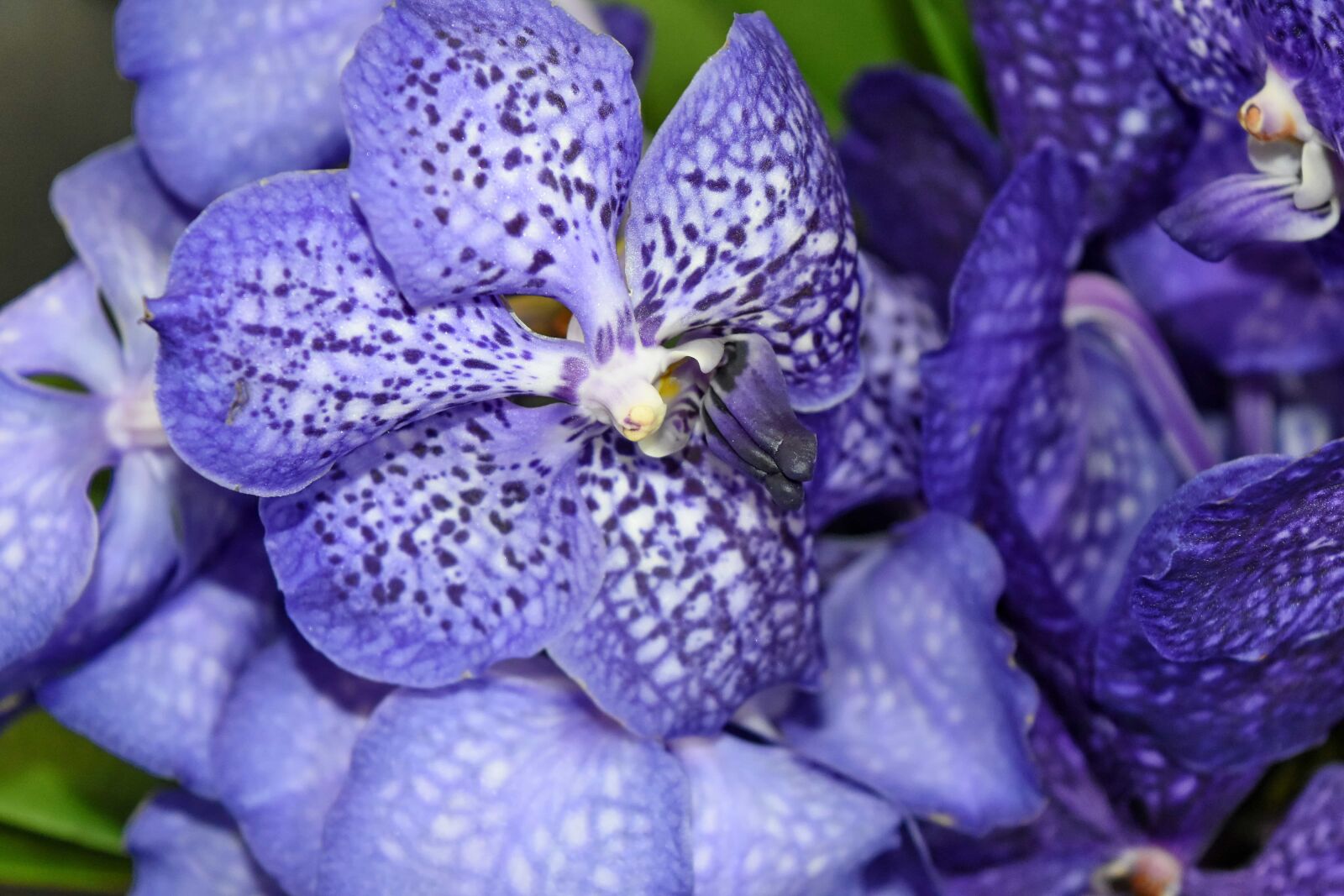 Nikon D5500 sample photo. Blue, orchid, petals, purple photography