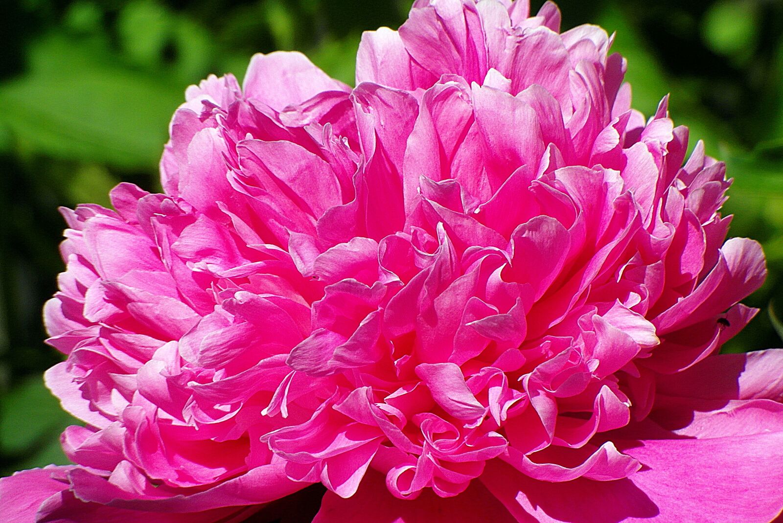 Samsung WB750 sample photo. Peony pink, flower pink photography