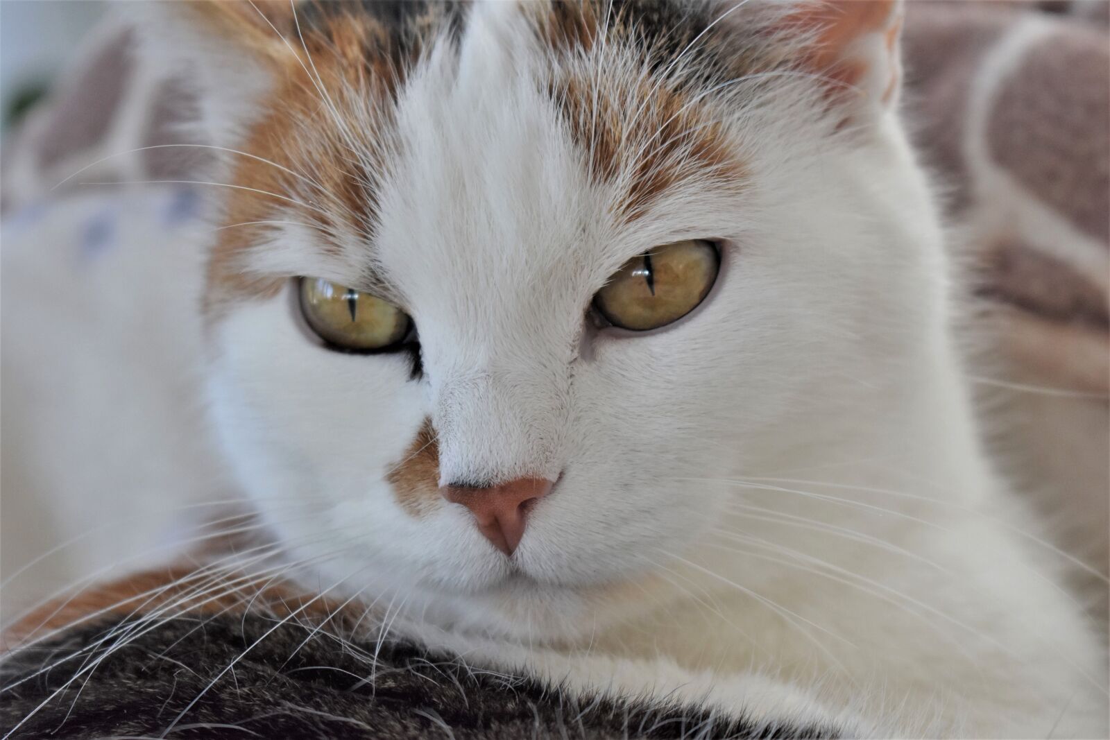 Nikon D5500 sample photo. Cat, pet, white photography