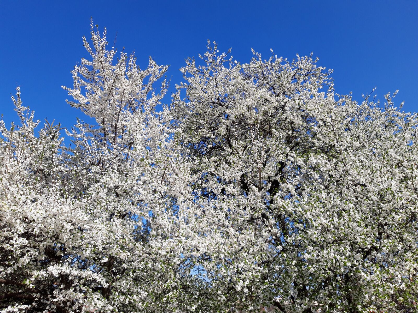 Samsung Galaxy A6 sample photo. Spring, sun, nature photography
