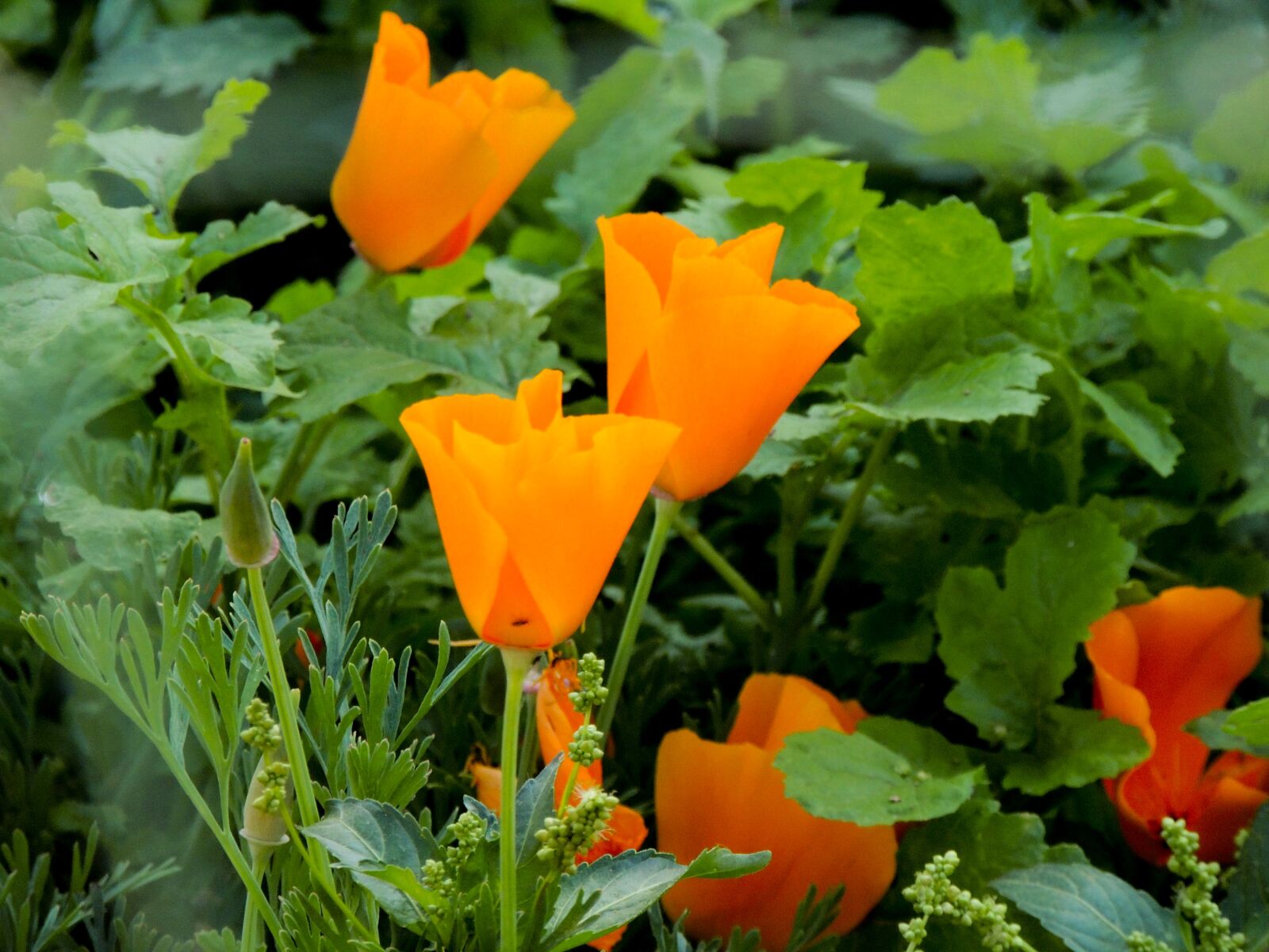 Nikon Coolpix P510 sample photo. Flower, flora, california poppy photography