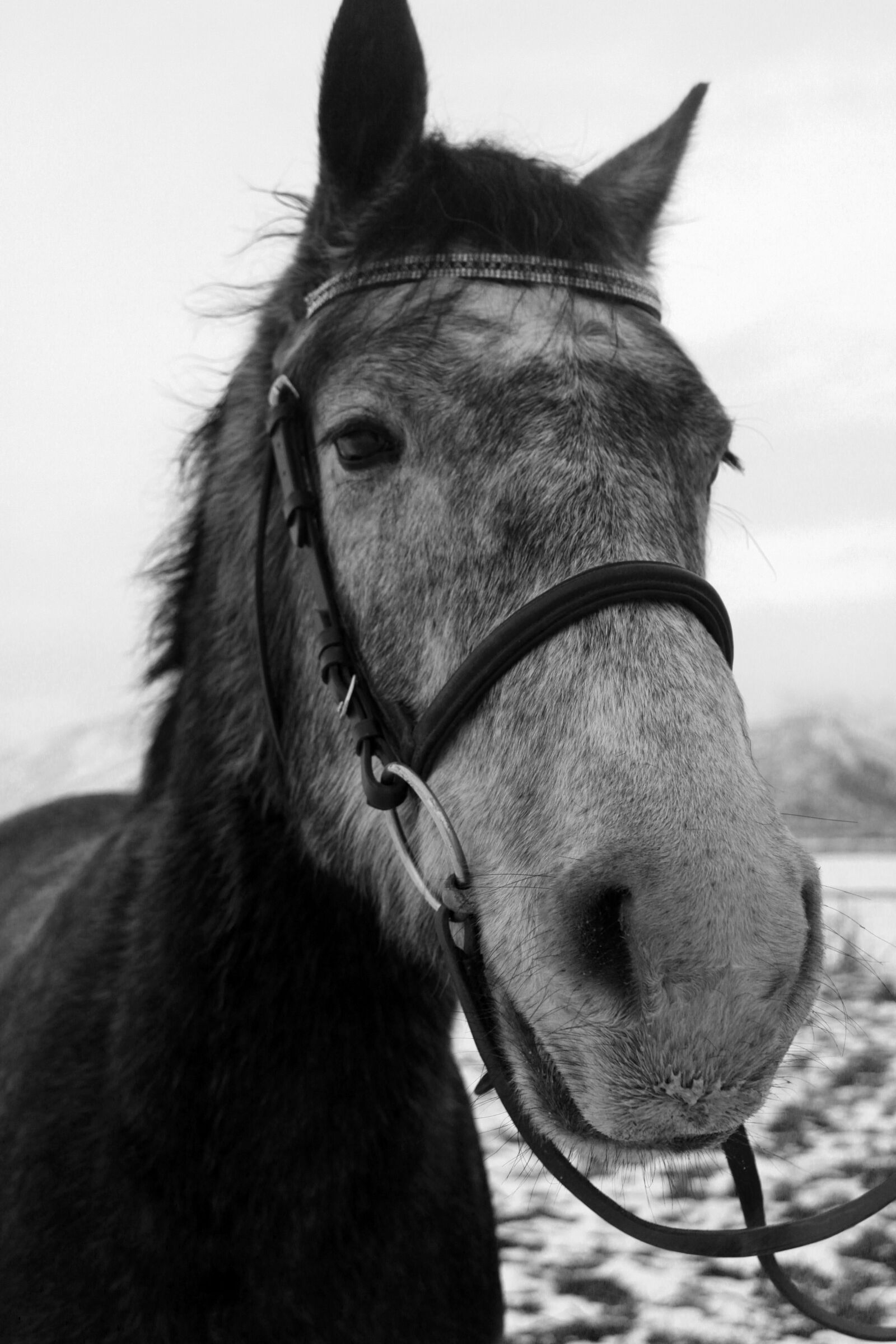 Canon EOS 50D sample photo. Horse, horses, snow photography