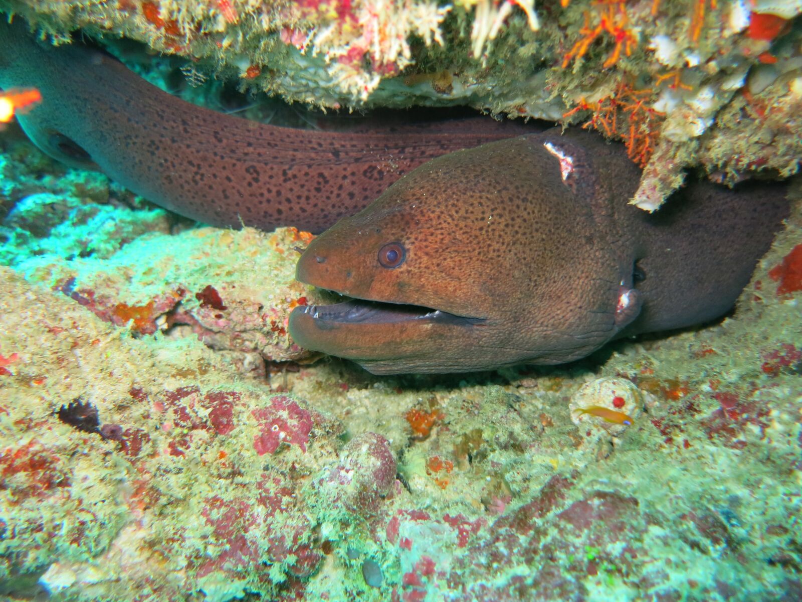 Canon PowerShot S110 sample photo. Moray, moray eel, eel photography