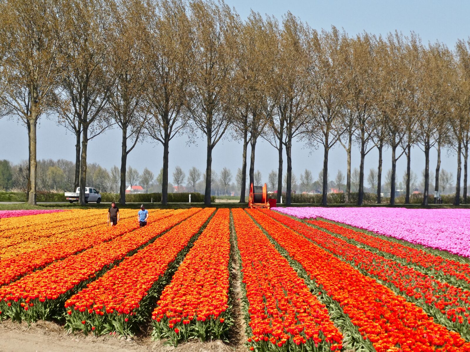 Panasonic Lumix DC-ZS70 (Lumix DC-TZ90) sample photo. Tulips, farming, field photography