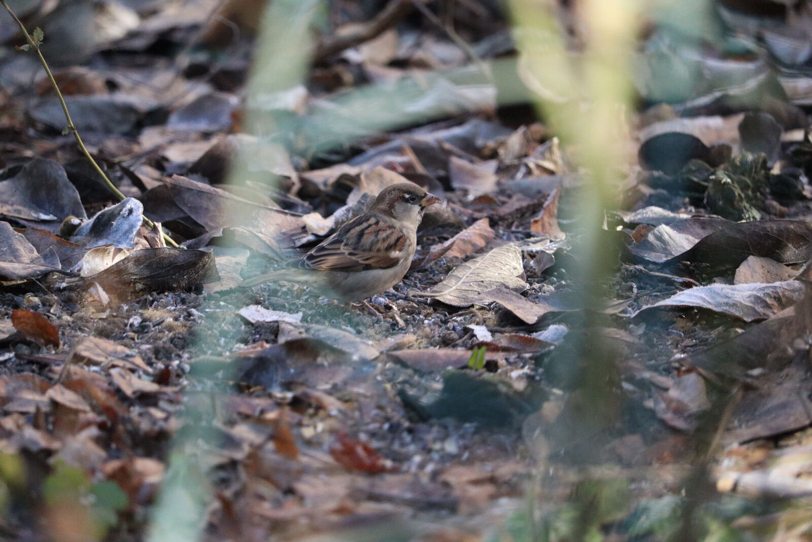 Canon EOS M50 Mark II (EOS Kiss M2) sample photo. House sparrow photography