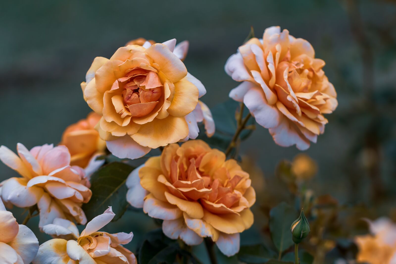 Canon EF 100mm F2.8L Macro IS USM sample photo. Roses, garden, flower photography