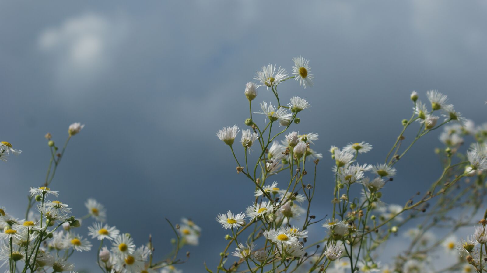 Sony Alpha DSLR-A350 sample photo. Flowers, bloom, romantic photography