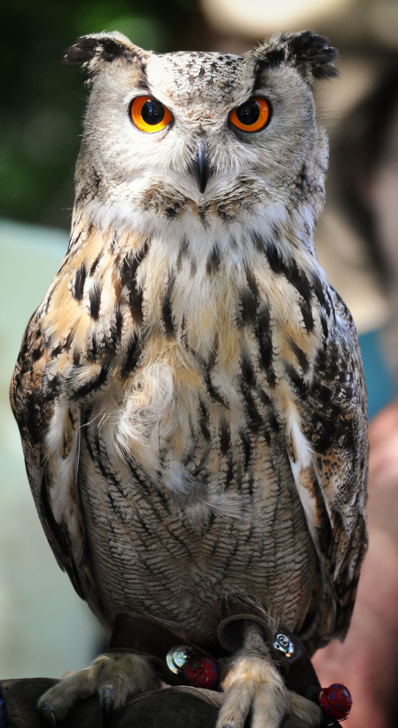 Nikon D90 sample photo. Owl, medieval market, middle photography