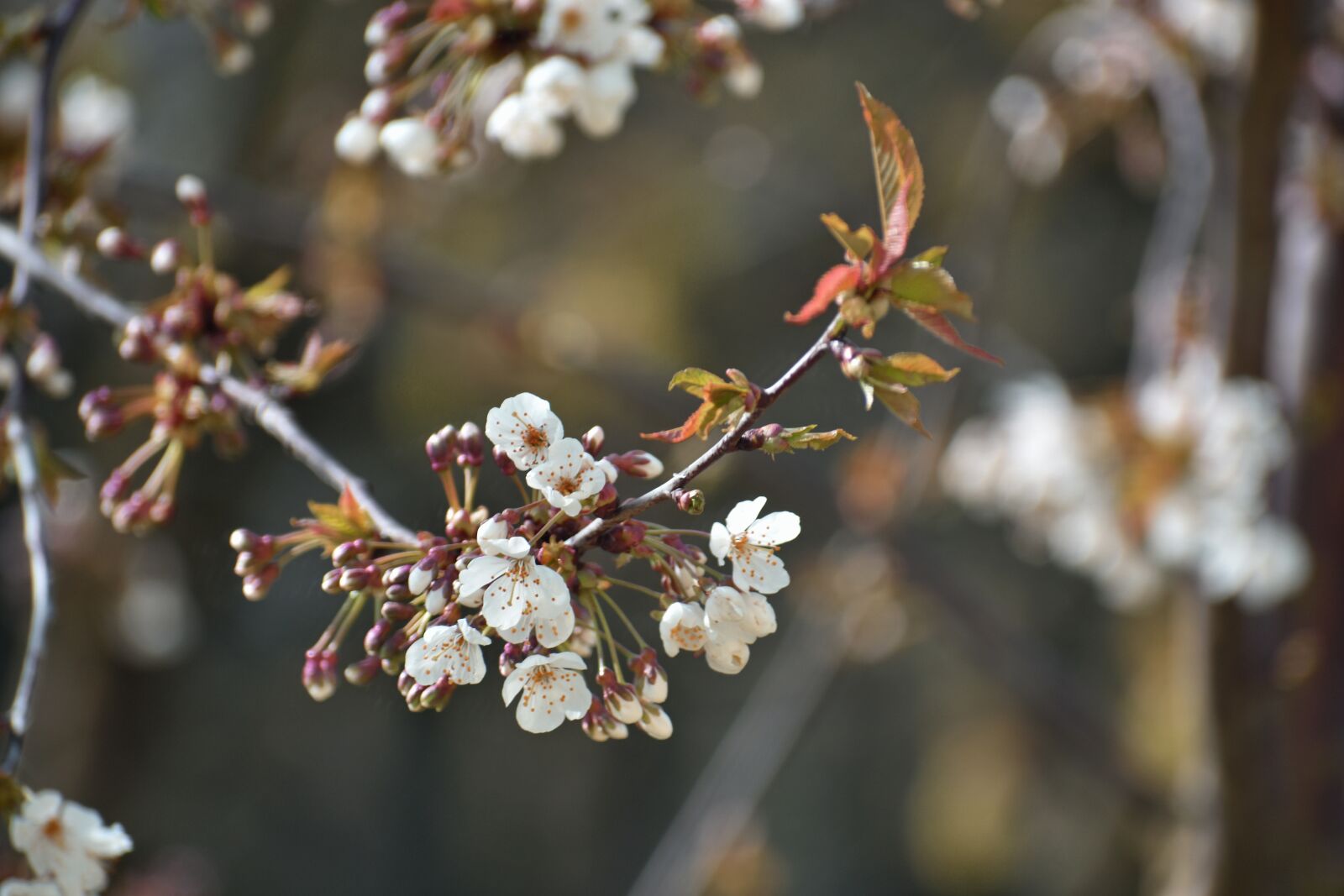 Nikon D3400 sample photo. Blossom, spring, white photography