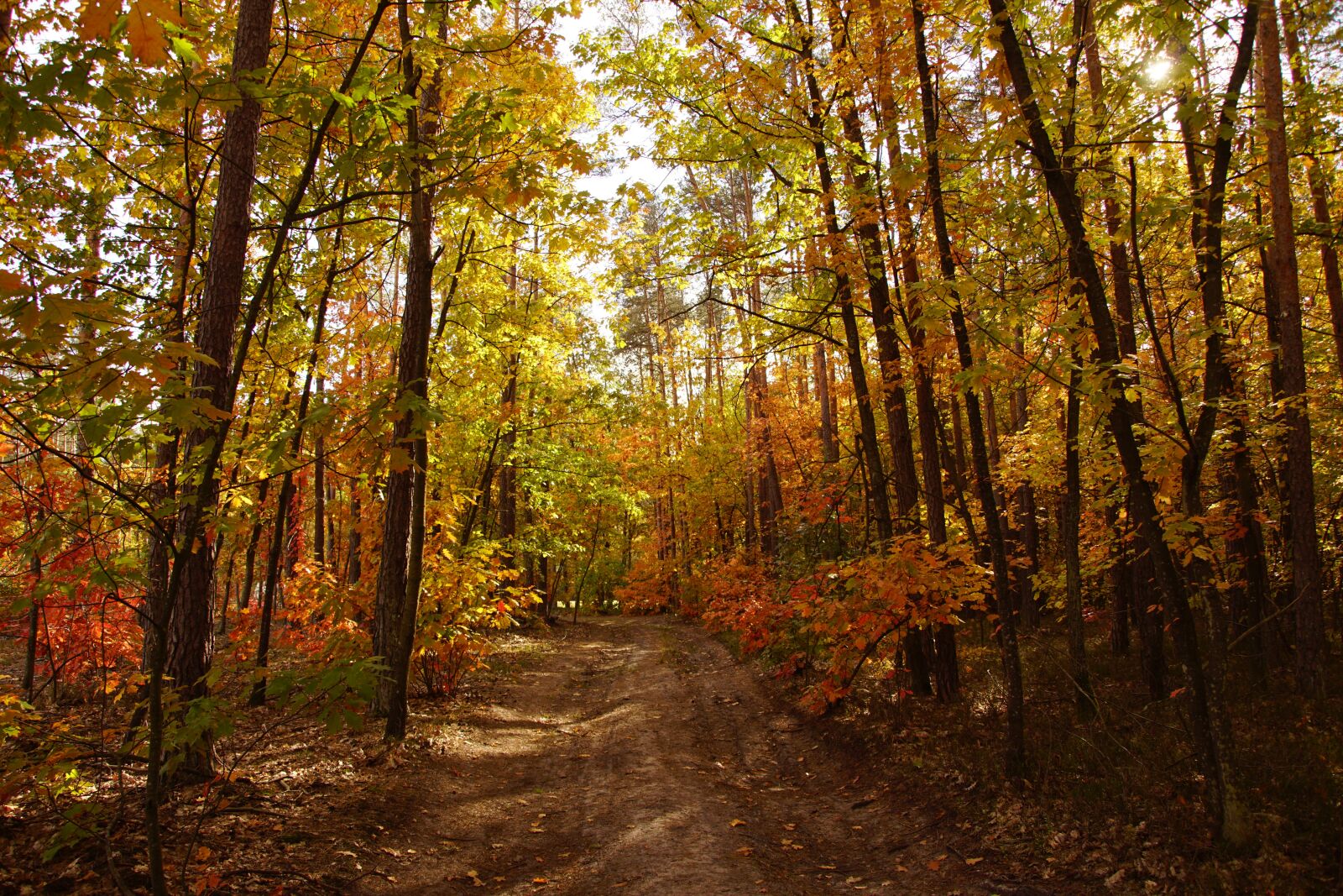 Sony SLT-A68 + Sony DT 18-200mm F3.5-6.3 sample photo. Autumn, forest, nature photography