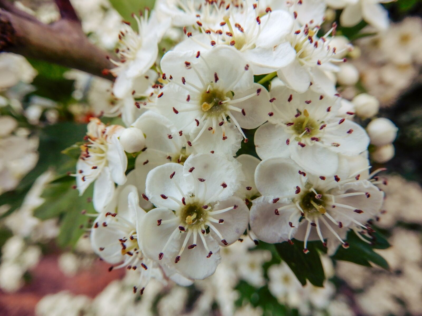 Nikon Coolpix A900 sample photo. Blossom, bloom, nature photography