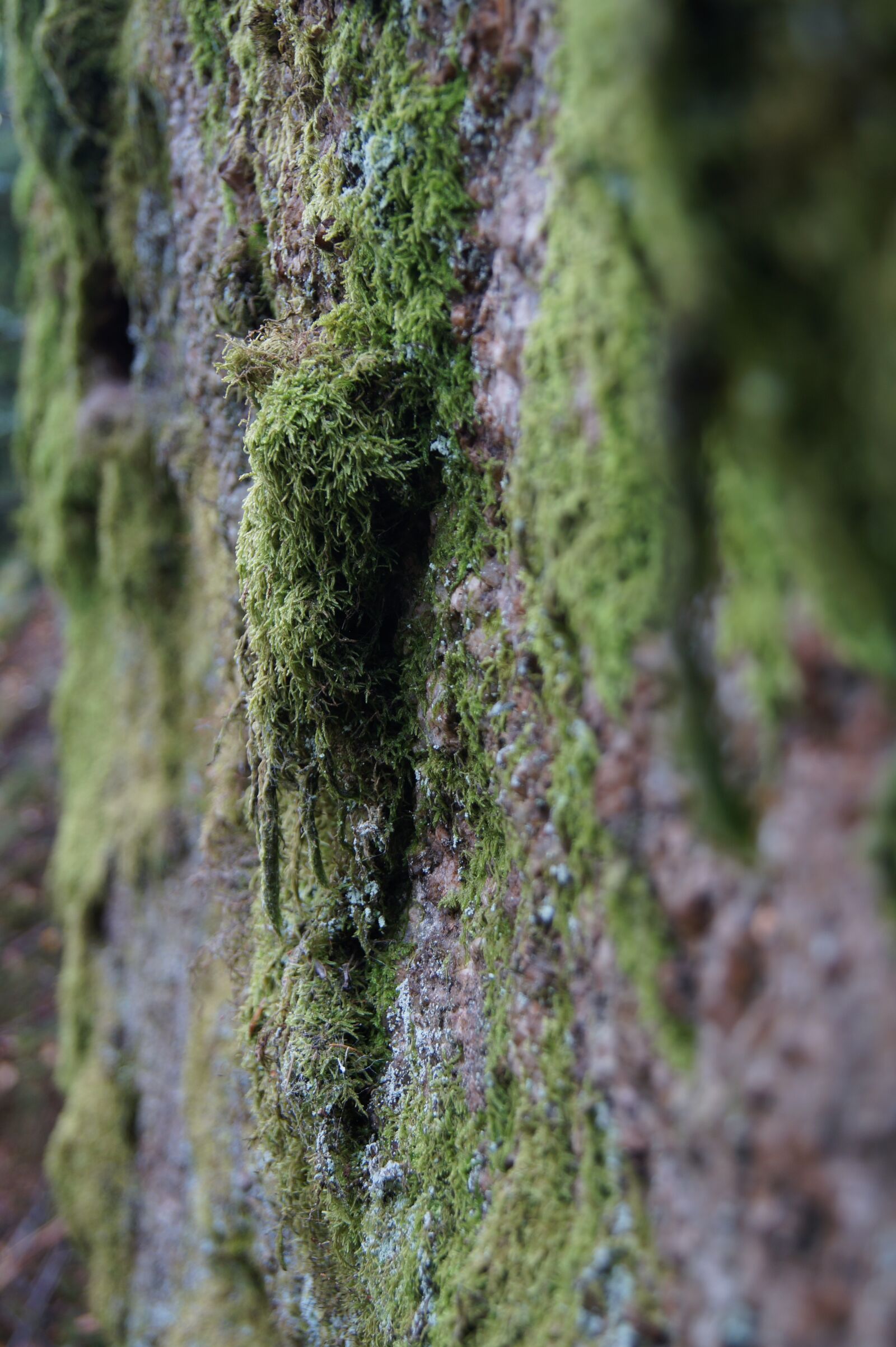 Sony DT 18-55mm F3.5-5.6 SAM II sample photo. Nature, moss, rock photography