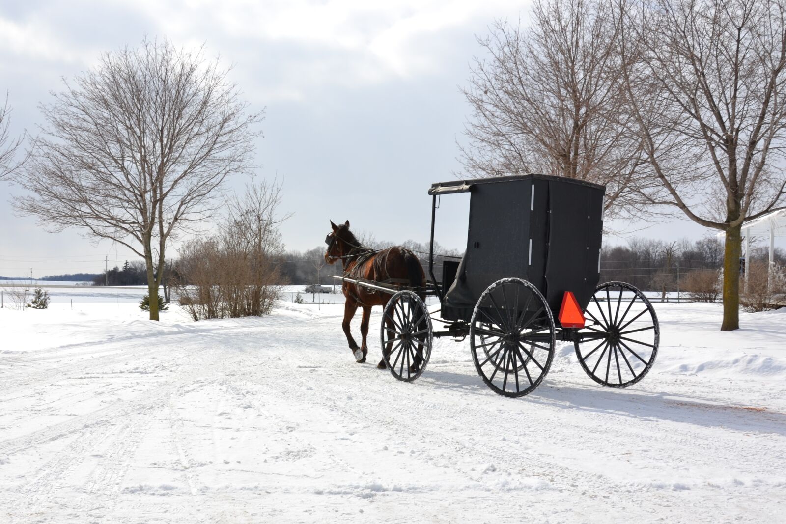Nikon D3100 sample photo. Mennonite, snow, horse photography
