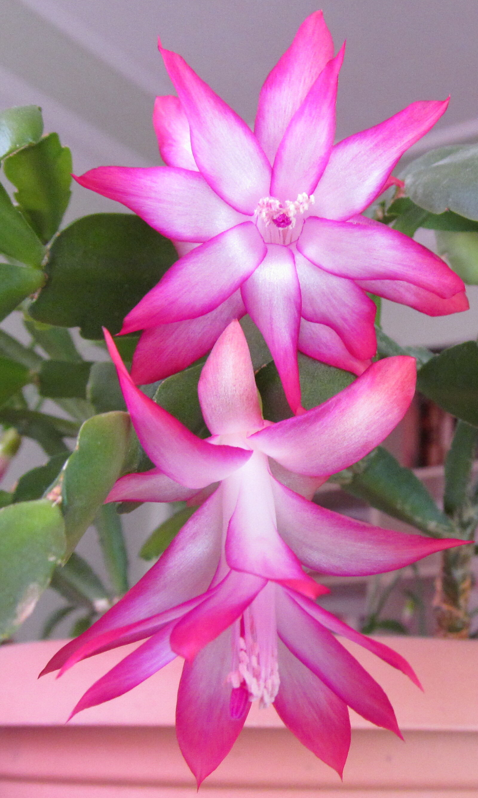 Canon PowerShot SX150 IS sample photo. Flower, macro, nature photography